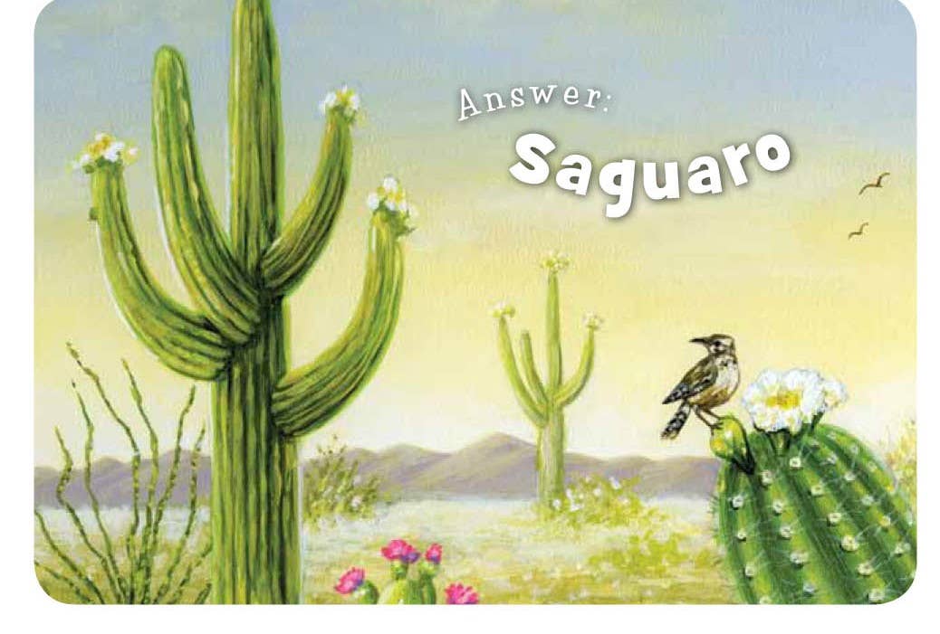 Sleeping Bear Press - Little Arizona Board Book